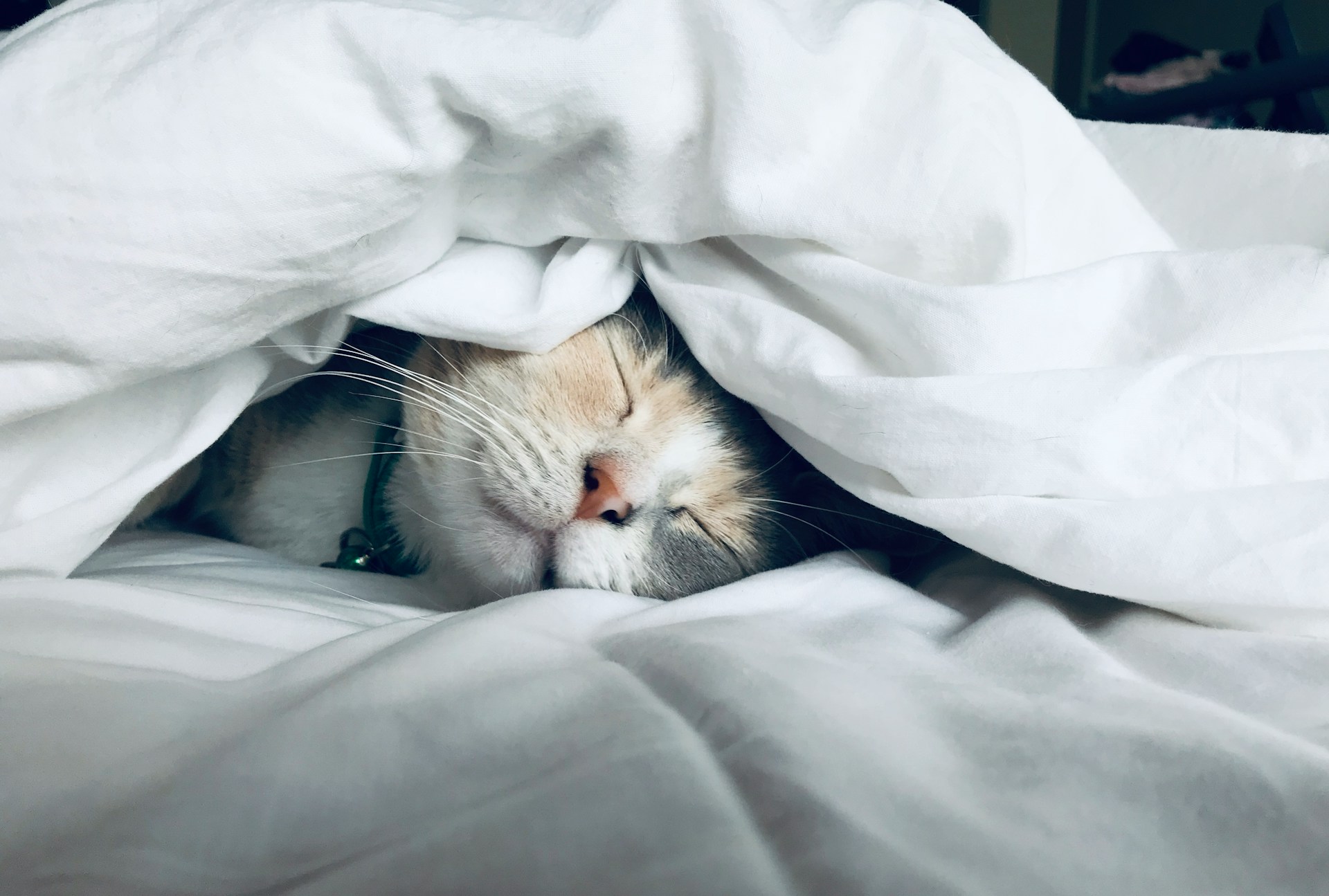 kitten sleeping
